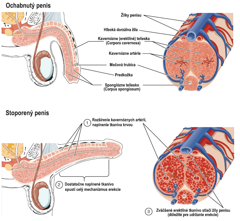 Anatómia penisu pri erekcii