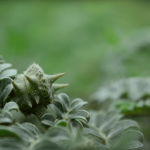 plody tribulus terestris