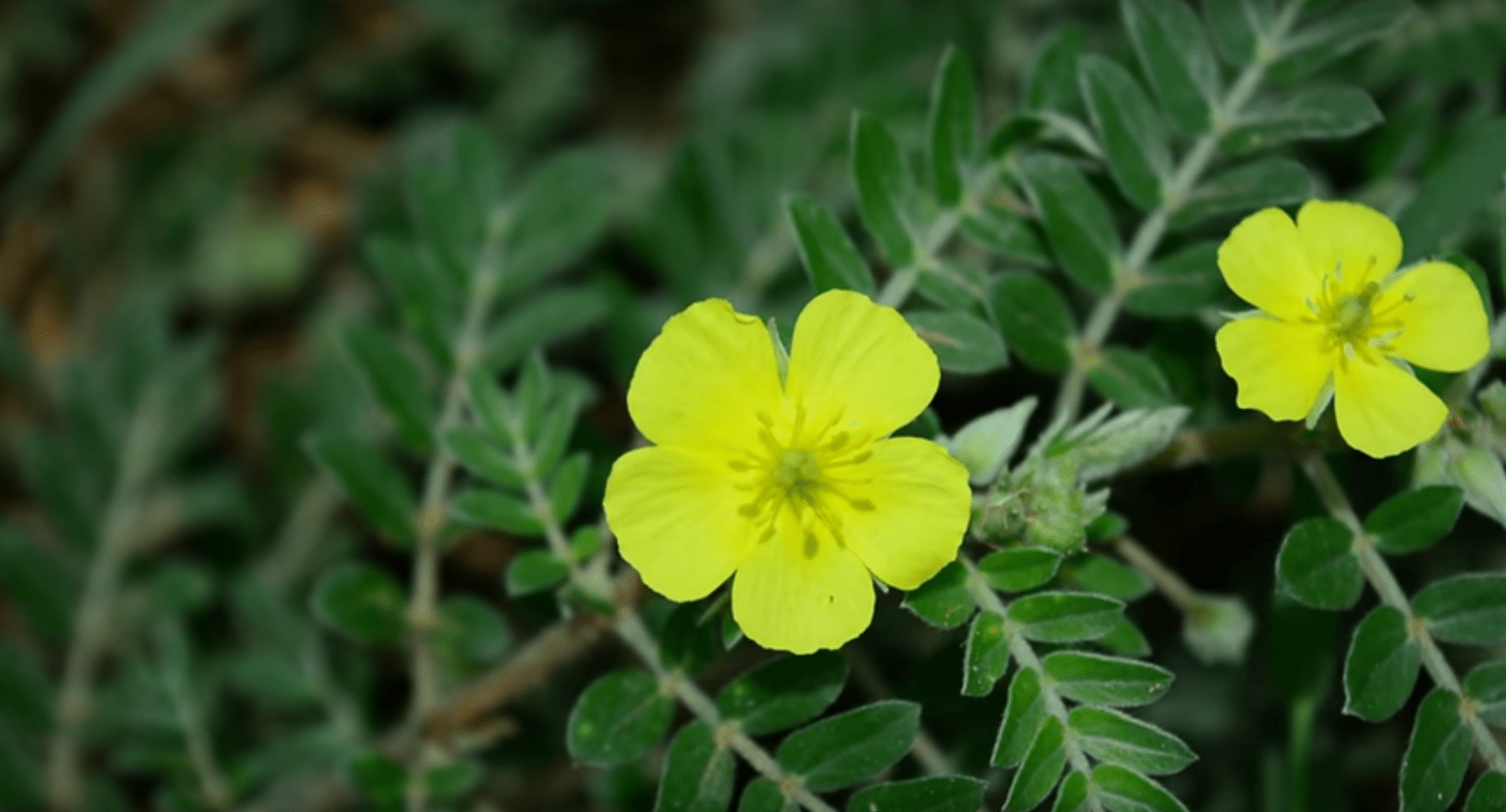 kvet kotvičníka - tribulus terrestris